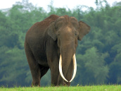 Tusker