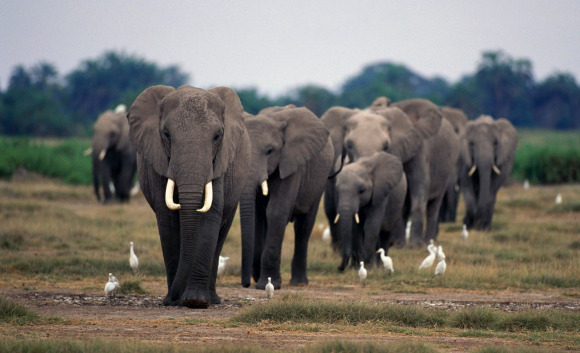 Animal-pictures-elephants-wallpapers-hd-photos-elephant-wallpaper-18