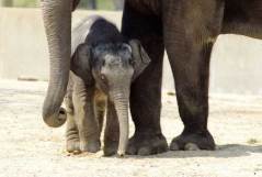 Elephant_raja_baby3