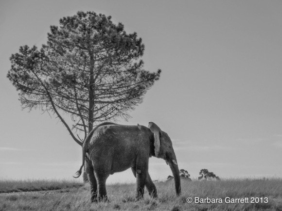 solo elephant b&w