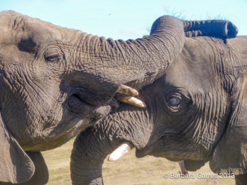 trunk on top