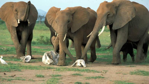 IVORY TERROR