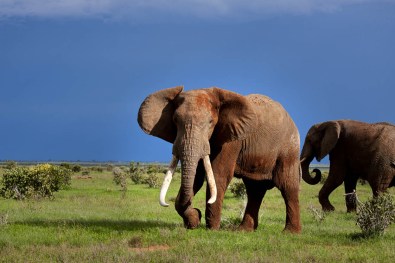 Tusker-Tsavo African elephants red elephants white elephants brown elephants asian elephants zoo elephants forest elephants big five big animal safari pictures