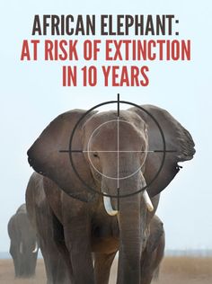 Ivory Economics