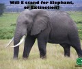 Ivory Economics