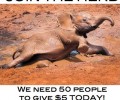 Join the Herd : Meet Kavala