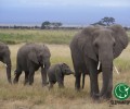 Give It A Rest: A Musician’s Opinion on the Ivory Ban