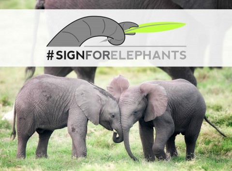 Action for Elephants Wednesday