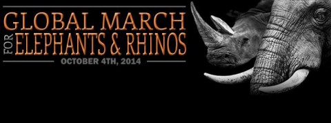 3, 2, 1…MARCH for ELEPHANTS & RHINOS!