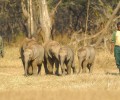 Calling All Elephant Advocates!