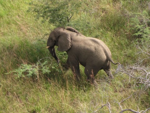 Moving Time for this Young Elephant