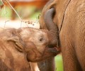 5 Elephant Updates on Cinco de Mayo