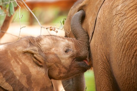 5 Elephant Updates on Cinco de Mayo