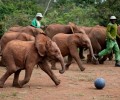 Happy Weekend: World Cup Ellies