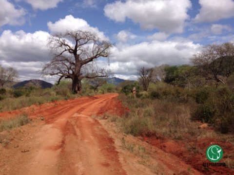 On the Road of the Ivory Trade in Kenya