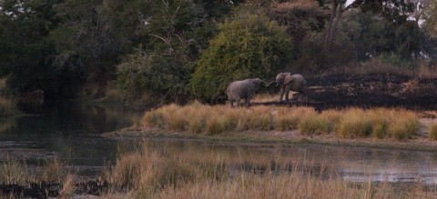 A Tale of Two Elephants