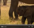 Happy Weekend Baby Elephant Chasing Birds