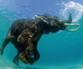 Happy Weekend: Cool off with a Refreshing Swim