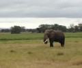 Happy Weekend: Elephant Eating