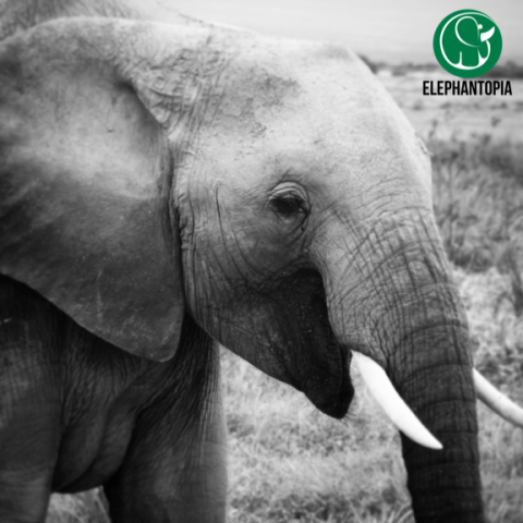 Elephant Extravaganza!