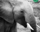 Elephant Extravaganza!