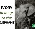 The Price of an Elephant