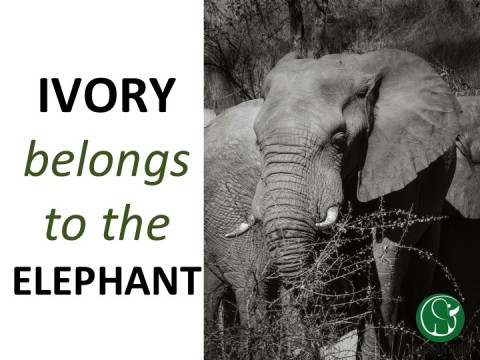 The Price of an Elephant