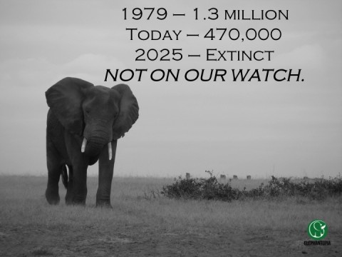 10,000 Elephants : Poaching Crisis Out Of Control