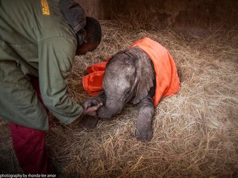 Casualties of the Ivory Trade