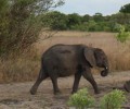 Ele-News from Zambia