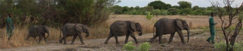 Ele-News from Zambia