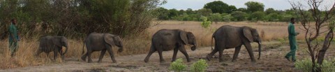 Ele-News from Zambia
