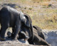 Happy Weekend: Racing Baby Elephants!