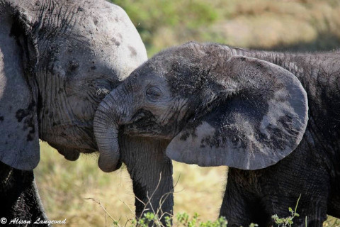 Why We Love Elephants