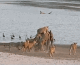 Happy Hump Day: Surviving 14 Lions