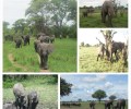 Update from the Elephant Orphanage