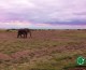 The End of the Elephant