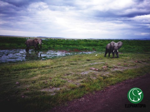 Elephant Appreciation Day
