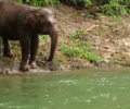 Liquid Ivory