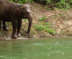 Liquid Ivory