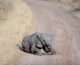 HAPPY WEEKEND: The Elephant Tantrum