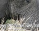 Happy Weekend: World Elephant Day