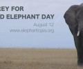 World Elephant Day Celebration