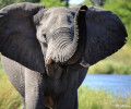 How I Became an Elephant Advocate