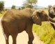Happy Weekend: Lending a Helping Trunk