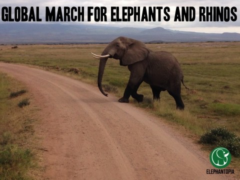 Elephants in the News