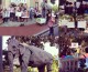 The Elephant in Gainesville
