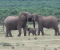 HAPPY WEEKEND: Elephant Family