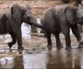 Happy Weekend: Baby Elephants Getting Muddy