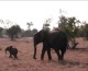 Happy Weekend: Baby Elephant Sprint!